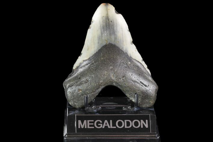 Bargain, Fossil Megalodon Tooth - North Carolina #101445